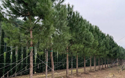 Pinus pinea